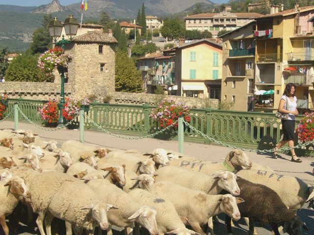 Moutons en ville